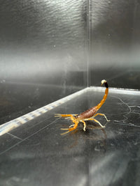 Deathstalker Scorpion, Leiurus quinquestriatus, image 2