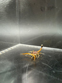 Deathstalker Scorpion, Leiurus quinquestriatus, image 3