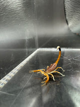 Deathstalker Scorpion (Leiurus quinquestriatus) - 1/4-1/2 in