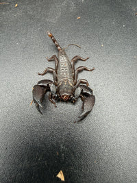 Pygmy Wood Scorpion (Liocheles australasiae), overhead view with broad dark pincers