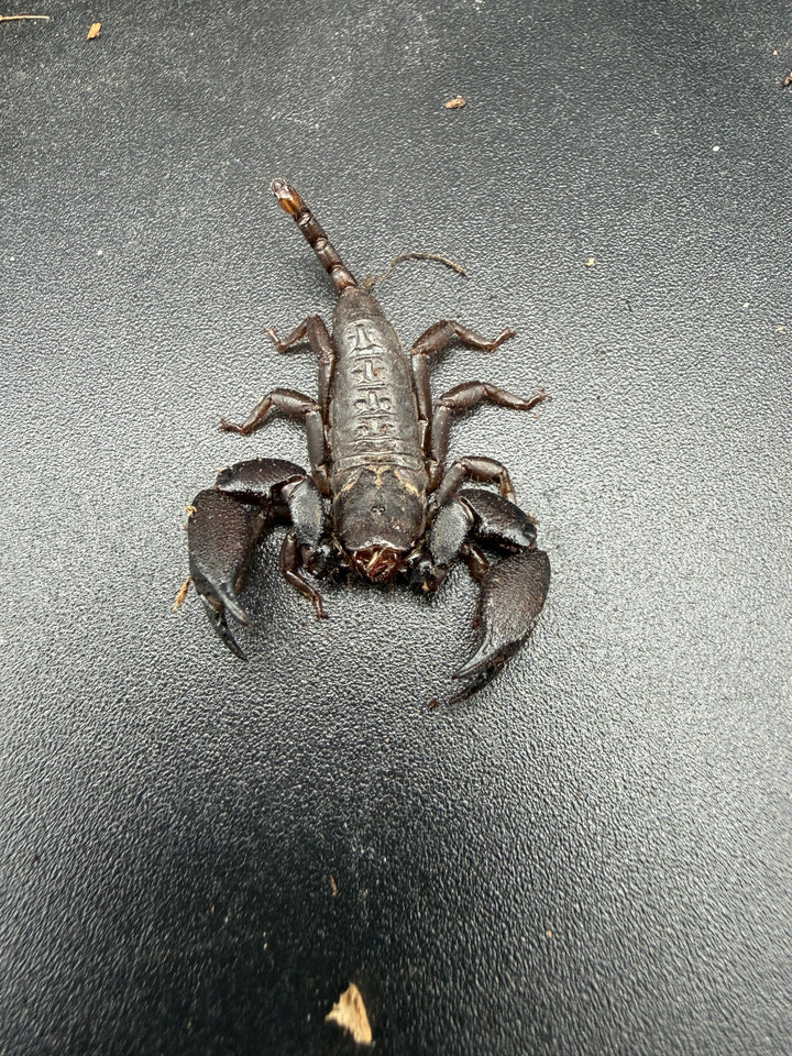 Pygmy Wood Scorpion (Liocheles australasiae), overhead view with broad dark pincers