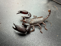 Pygmy Wood Scorpion (Liocheles australasiae), side view with open pincers and raised tail