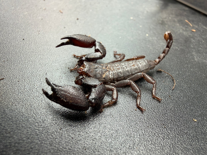 Pygmy Wood Scorpion (Liocheles australasiae), side view with open pincers and raised tail