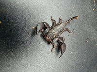 Pygmy Wood Scorpion (Liocheles australasiae), overhead view of pincers, body and tail