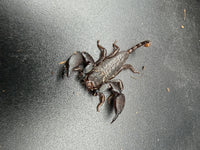 Pygmy Wood Scorpion (Liocheles australasiae), overhead view of pincers, body and tail