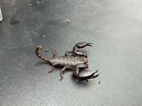 Pygmy Wood Scorpion (Liocheles australasiae), open pincers and slender curved tail