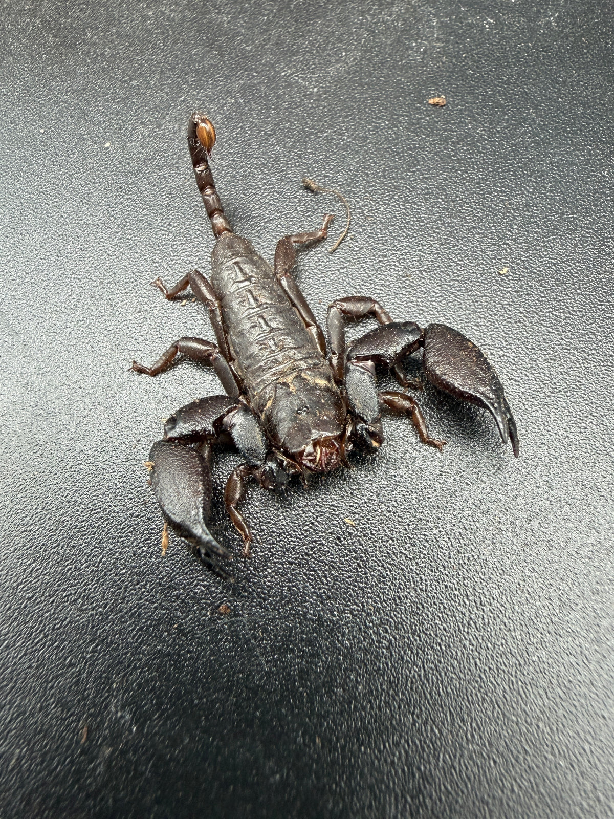 Pygmy Wood Scorpion (Liocheles australasiae), front view showing broad pincers