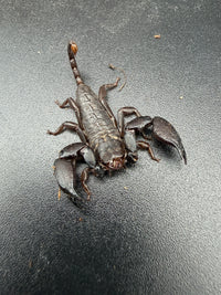Pygmy Wood Scorpion (Liocheles australasiae), front view showing broad pincers