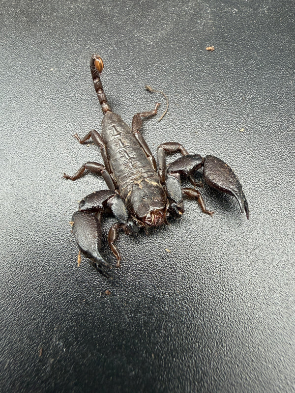 Pygmy Wood Scorpion (Liocheles australasiae), front view showing broad pincers