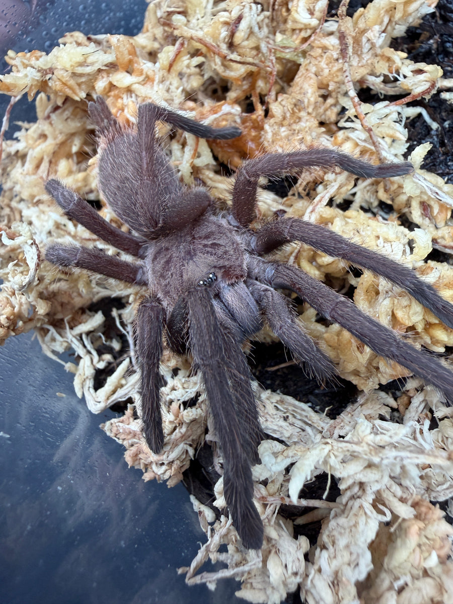 Electric Blue Tarantula (Chilobrachys natanicharum), angled view on pale moss, with legs spread