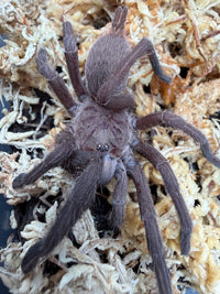 Electric Blue Tarantula (Chilobrachys natanicharum), close-up on pale moss, with brown-purple legs