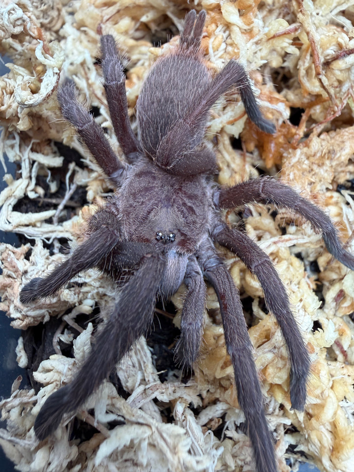 Electric Blue Tarantula (Chilobrachys natanicharum), close-up on pale moss, with brown-purple legs