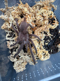Electric Blue Tarantula (Chilobrachys natanicharum), from above in a moss-lined container