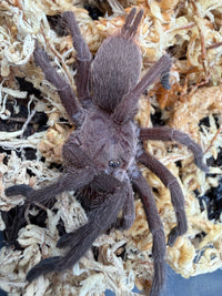 Electric Blue Tarantula (Chilobrachys natanicharum), close-up of hairy legs and brown carapace on moss