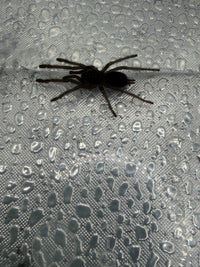 Electric Blue Tarantula (Chilobrachys natanicharum), dark silhouette on a condensation-covered clear wall