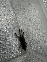 Electric Blue Tarantula (Chilobrachys natanicharum), dark silhouette beside a clear container corner