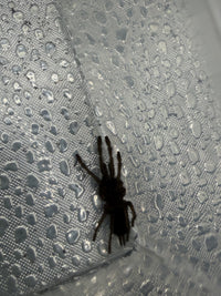 Electric Blue Tarantula (Chilobrachys natanicharum), dark silhouette beside a clear container corner