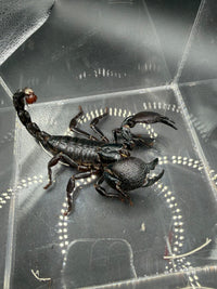 Emperor Scorpion, Pandinus imperator, image 2