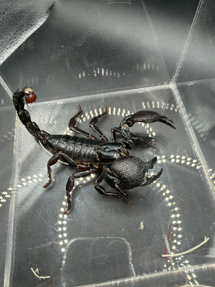 Emperor Scorpion, Pandinus imperator, image 2