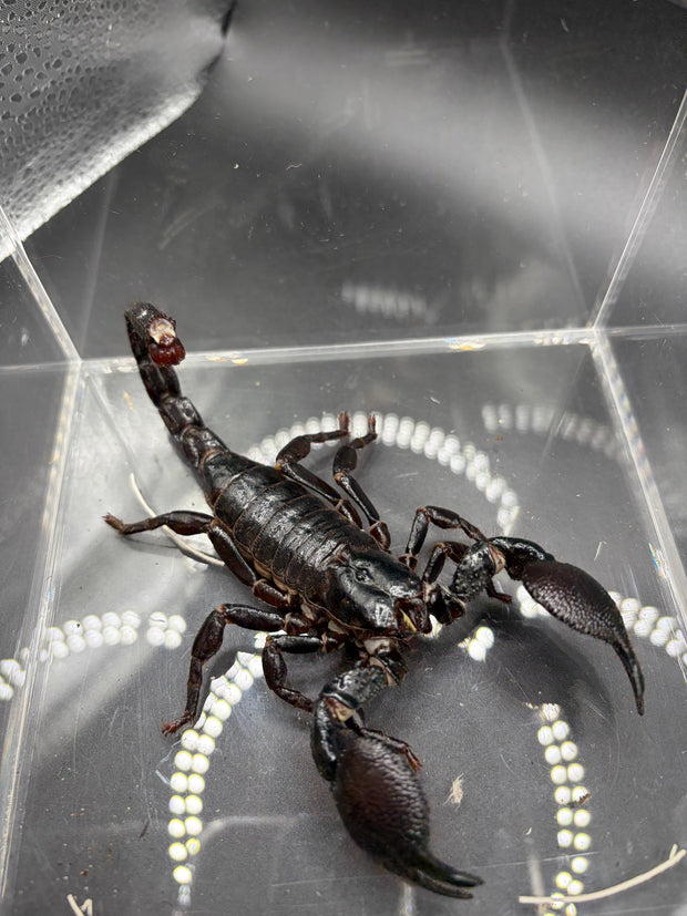 Emperor Scorpion, Pandinus imperator