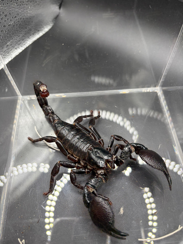 Emperor Scorpion, Pandinus imperator