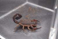 Florida Bark Scorpion, Centruroides gracilis, image 3