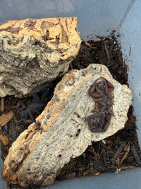 Two adult Florida Bark Scorpions (Centruroides gracilis) on cork bark, sold as a two count lot