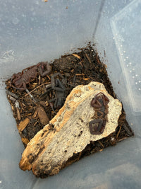 Three adult Florida Bark Scorpions (Centruroides gracilis) on cork bark, sold as a three count lot