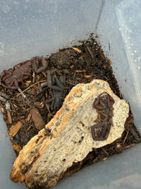Adult Florida Bark Scorpions (Centruroides gracilis) spread across cork bark and leaf litter