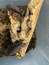 Group of adult Florida Bark Scorpions (Centruroides gracilis) clustered on cork bark, sold as a five count lot