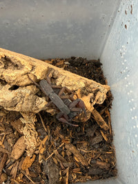 The confirmed adult female Florida Bark Scorpion (Centruroides gracilis) of the pair, on cork bark