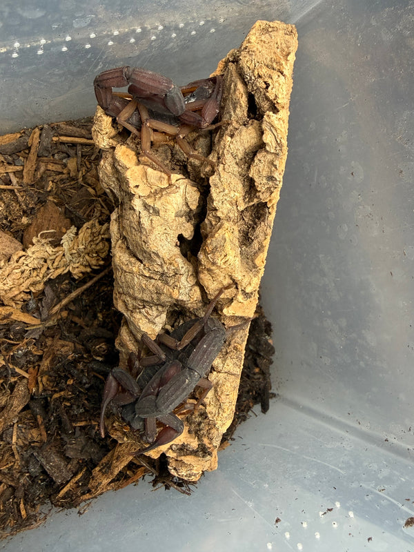 Florida Bark Scorpion (Centruroides gracilis) sexed pair on a vertical cork bark slab