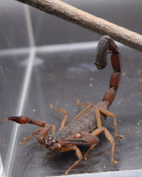 Florida Bark Scorpion, Centruroides gracilis