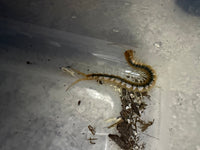 Florida Blueleg Centipede (Scolopendra viridis), image 2