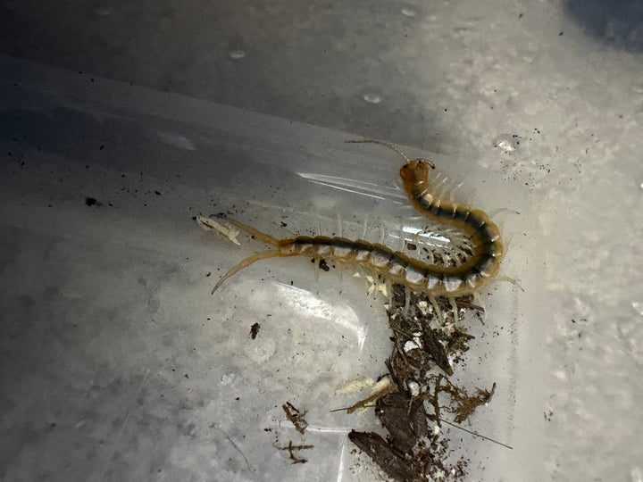 Florida Blueleg Centipede (Scolopendra viridis), image 2