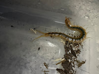 Florida Blueleg Centipede (Scolopendra viridis), image 3