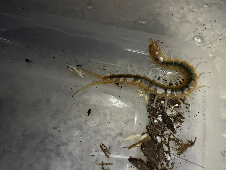 Florida Blueleg Centipede (Scolopendra viridis), image 3