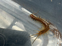 Florida Keys Giant Centipede (Scolopendra alternans) Small (size TBD)