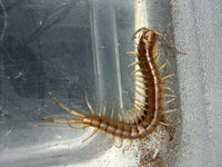 Florida Keys Giant Centipede (Scolopendra alternans) Small (size TBD)