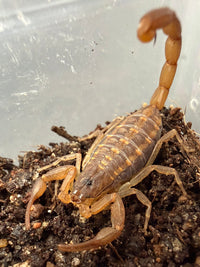 Florida Striped Bark Scorpion (Centruroides hentzi) Size TBD