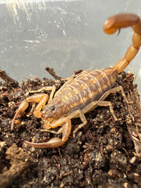 Florida Striped Bark Scorpion (Centruroides hentzi) Size TBD