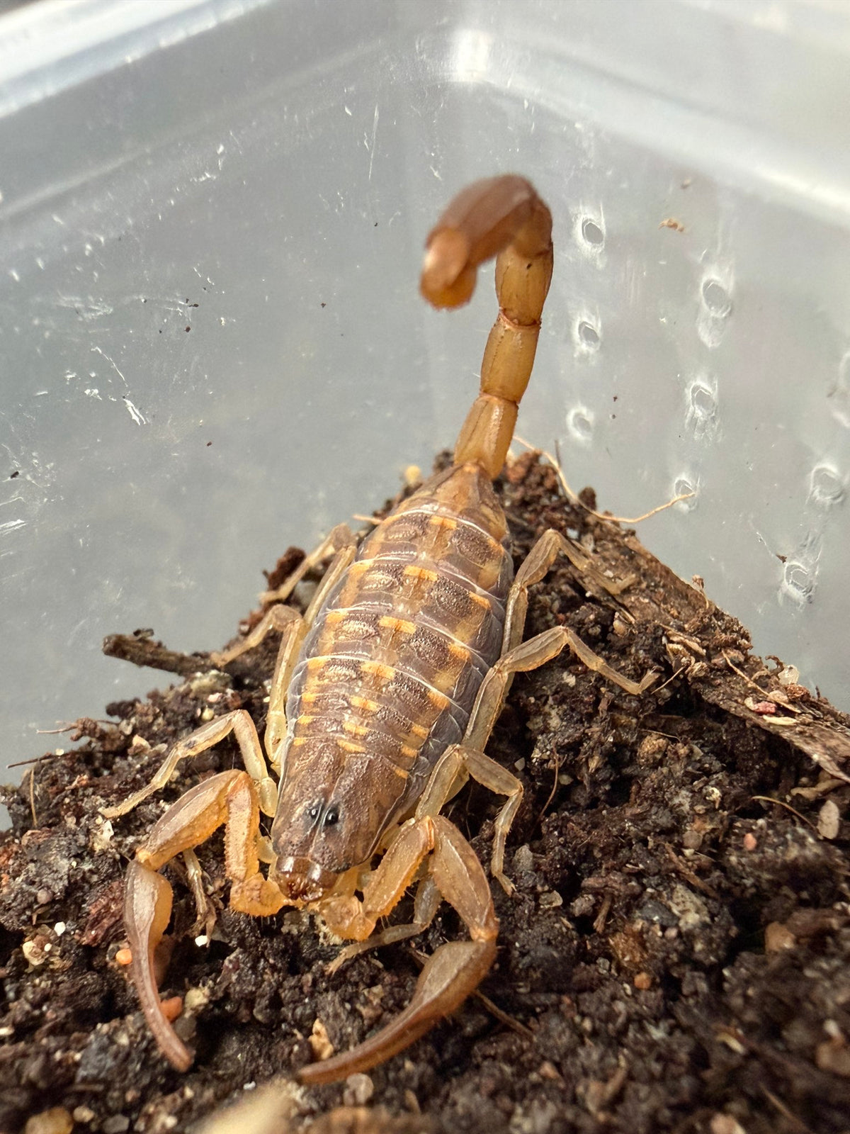 Florida Striped Bark Scorpion (Centruroides hentzi) Size TBD