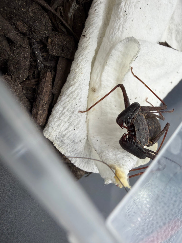 Florida Tailless Whipspider, Amblypygid, Phrynus marginemaculatus