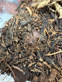 Florida Trapdoor Spider (Cyclocosmia torreya) 0.33-0.5" (Sling) CB