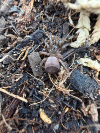 Florida Trapdoor Spider (Cyclocosmia torreya) 0.33-0.5" (Sling) CB