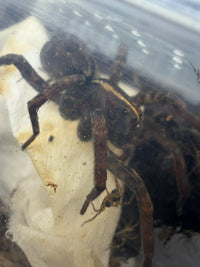 Georgia Black Wolf Spider (Tigrosa georgicola) adult