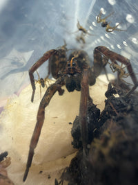 Georgia Black Wolf Spider (Tigrosa georgicola) adult