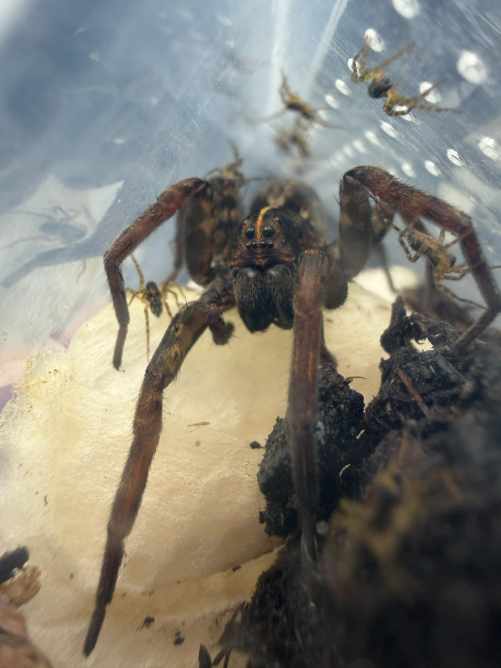 Georgia Black Wolf Spider (Tigrosa georgicola) adult
