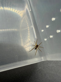 Georgia Black Wolf Spider (Tigrosa georgicola) sling