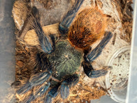 Green Bottle Blue Tarantula, Chromatopelma cyaneopubescens, image 2